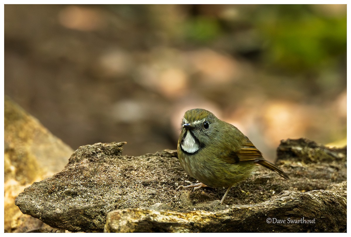 White-gorgeted Flycatcher - ML630568086