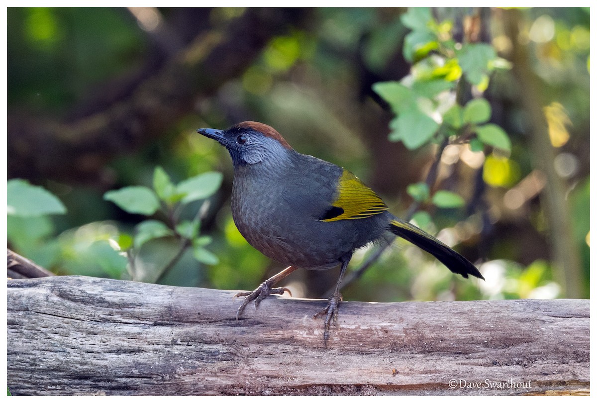 Silver-eared Laughingthrush - ML630568128