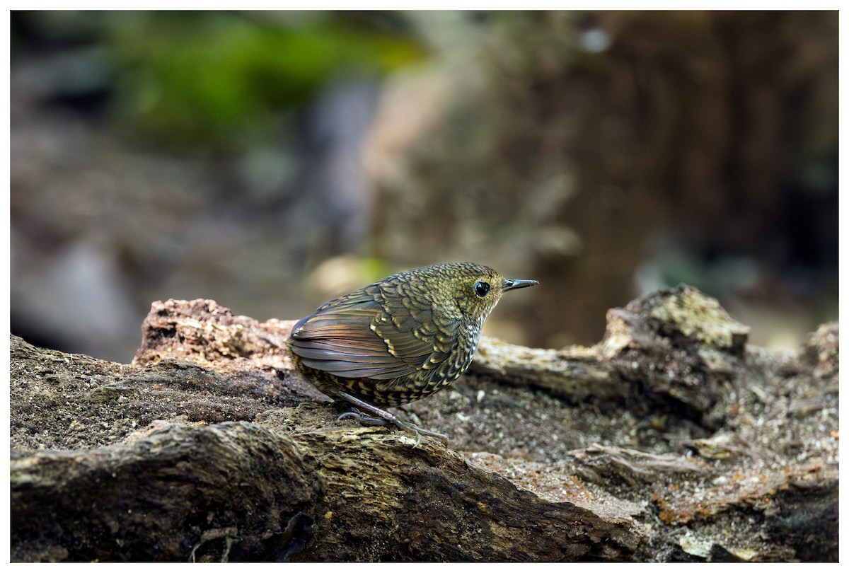 Pygmy Cupwing - ML630568146