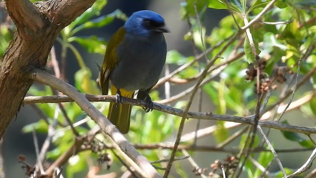 Blue-capped Tanager - ML630568166