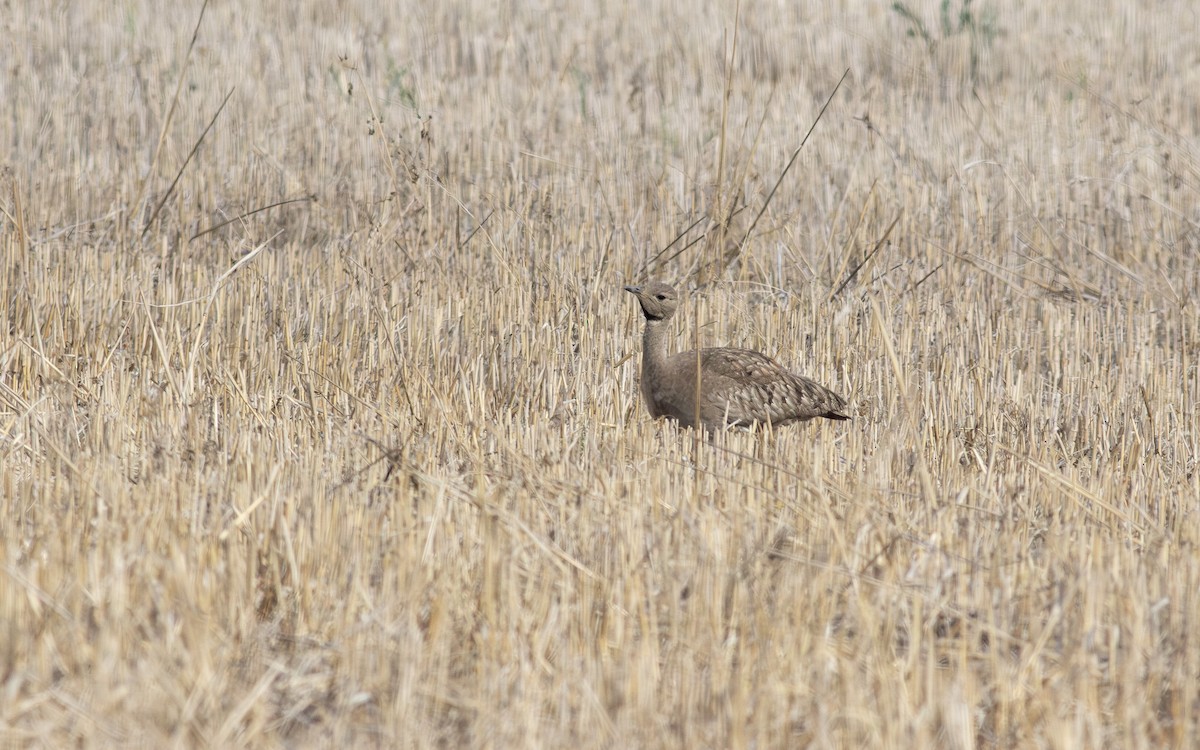 Karoo Bustard - ML630568264
