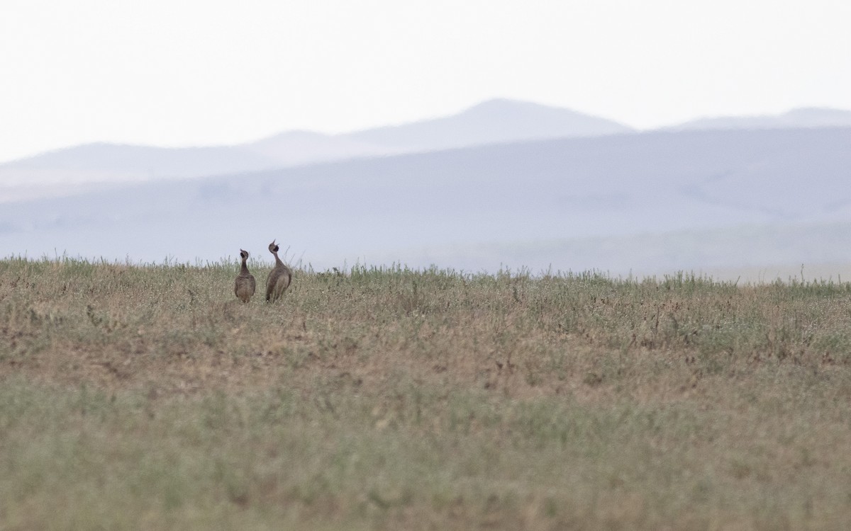 Karoo Bustard - ML630568265