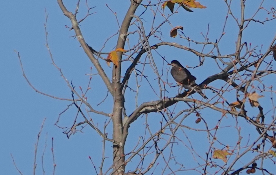 Cooper's Hawk - ML630568342
