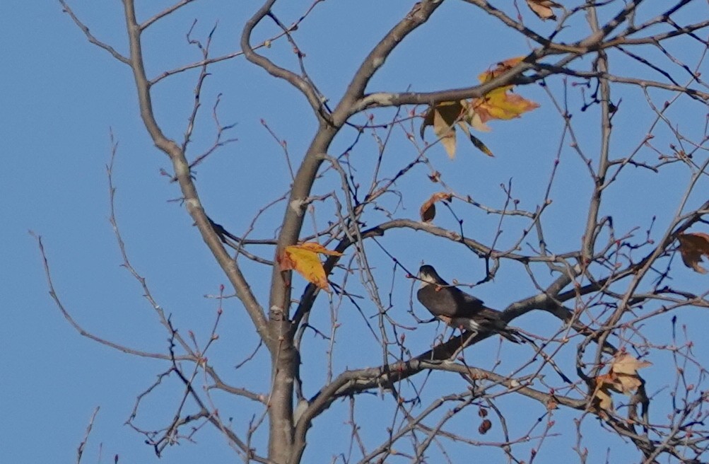Cooper's Hawk - ML630568351