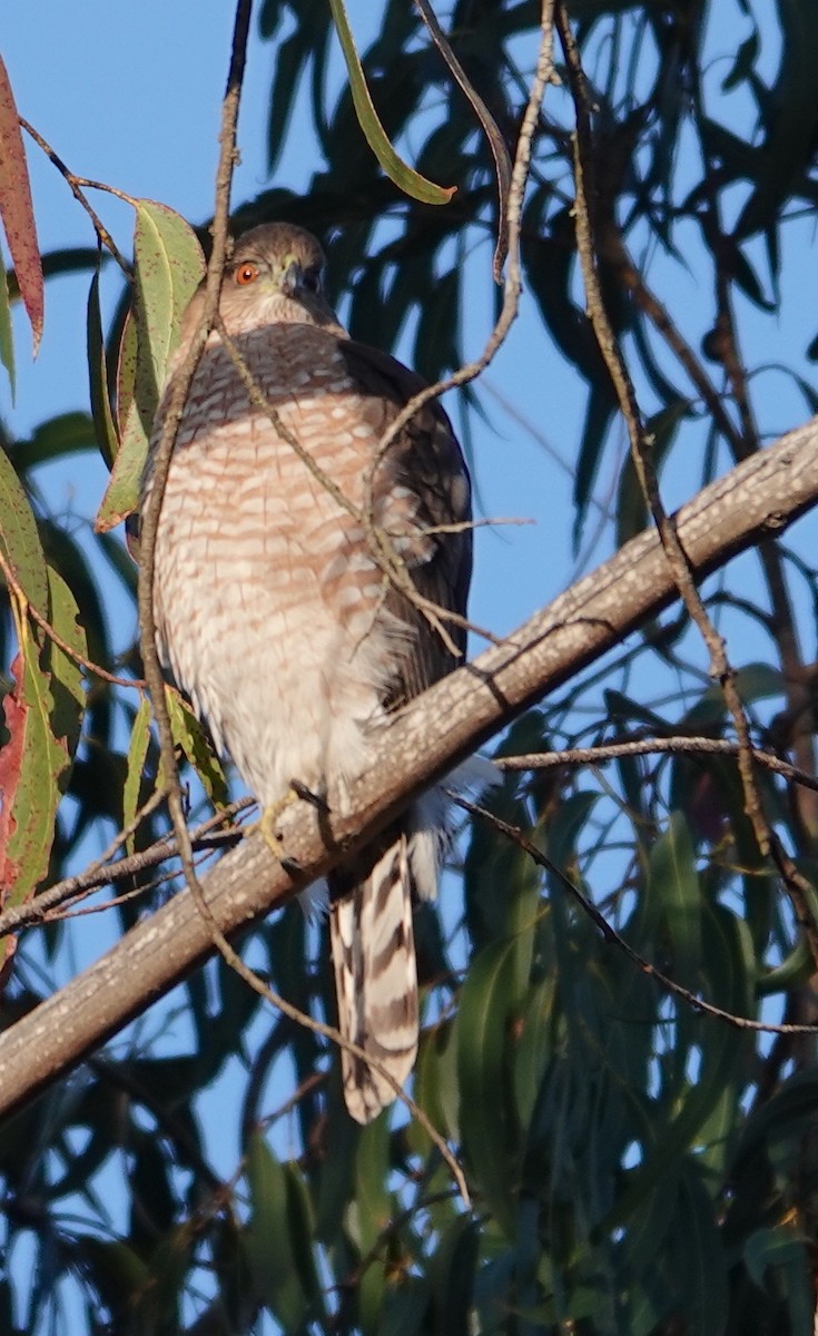 Cooper's Hawk - ML630568353
