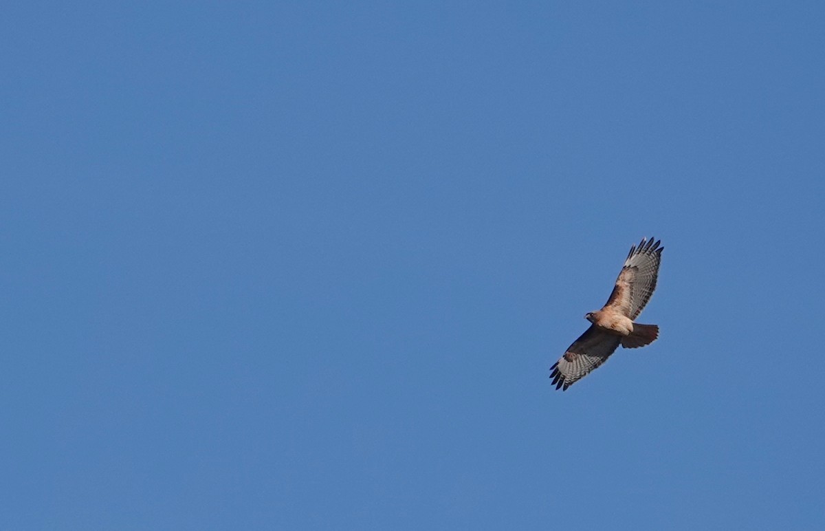 Red-tailed Hawk - ML630568362