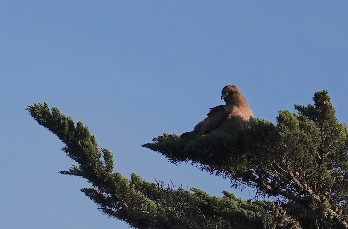 Red-tailed Hawk - ML630568365