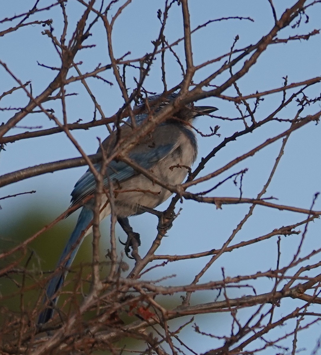 California Scrub-Jay - ML630568383