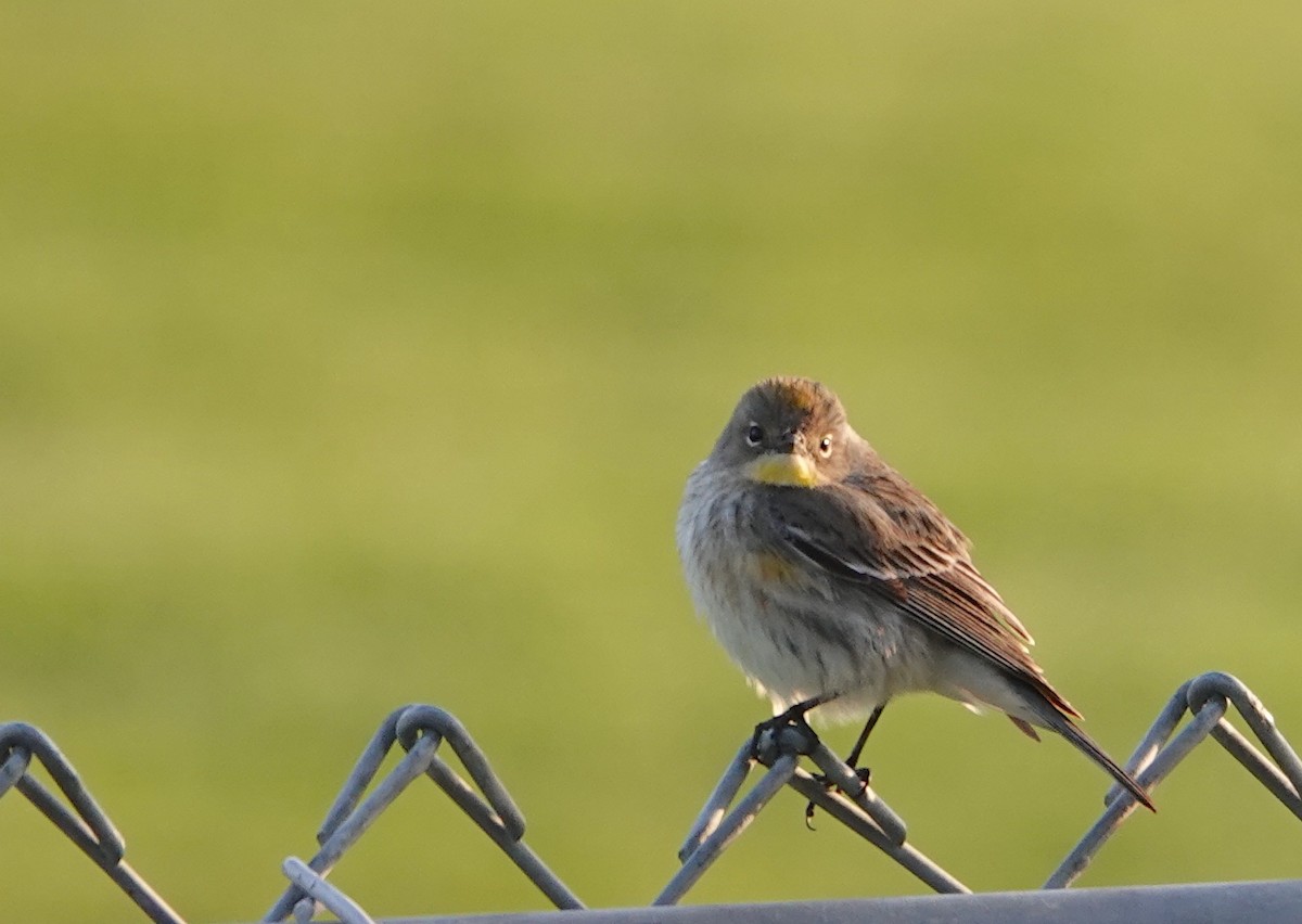 Yellow-rumped Warbler (Audubon's) - ML630568405
