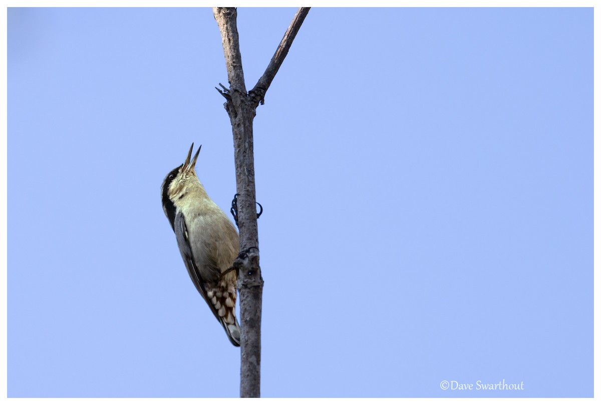 Velvet-fronted Nuthatch - ML630568426