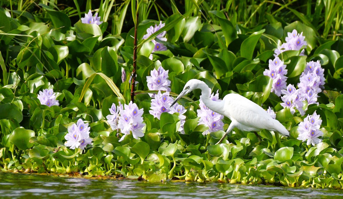 Little Blue Heron - ML630568449