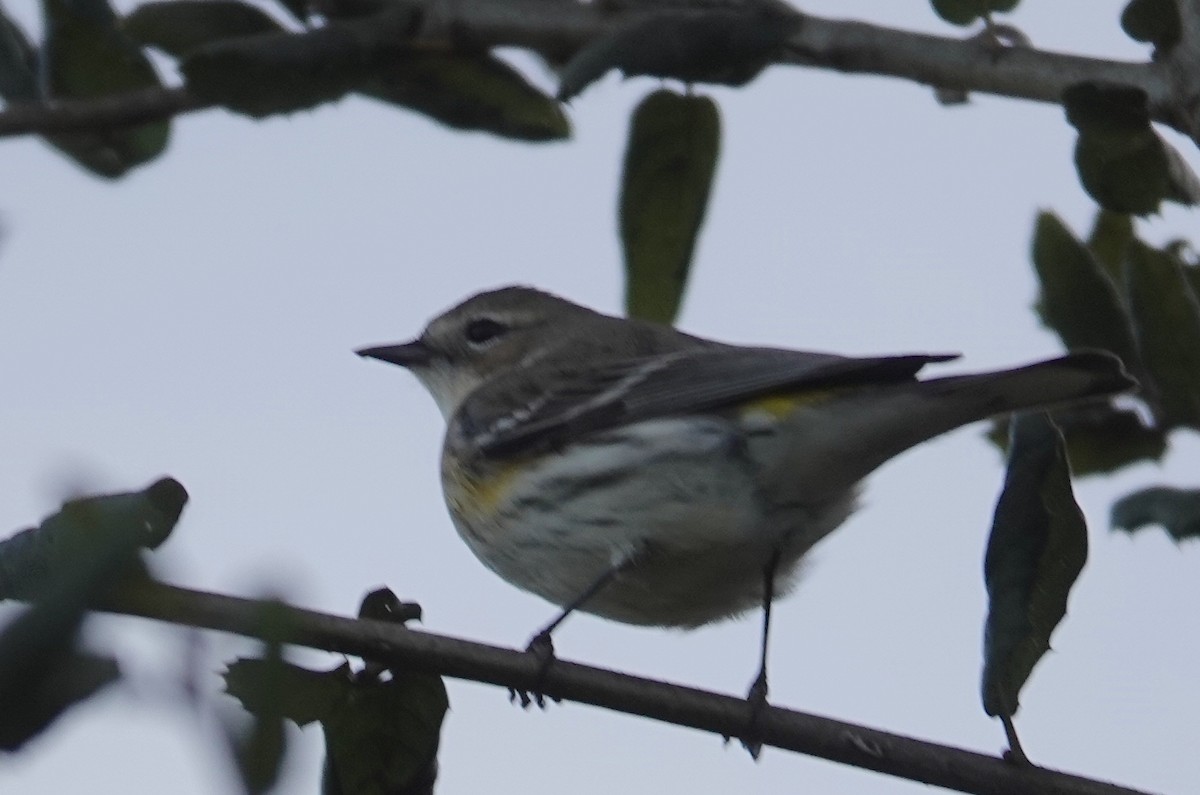 Yellow-rumped Warbler (Myrtle) - ML630568456