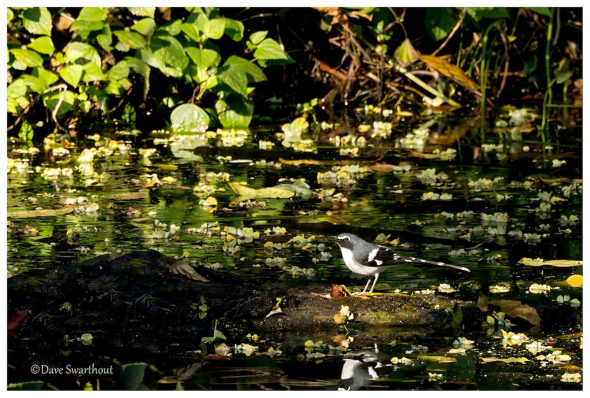 Slaty-backed Forktail - ML630568460