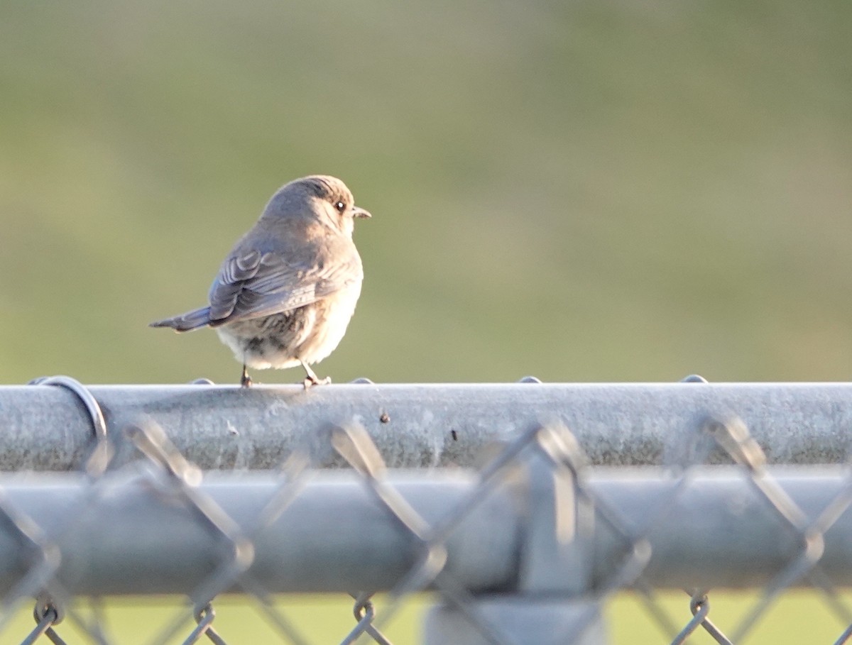 Western Bluebird - ML630568463