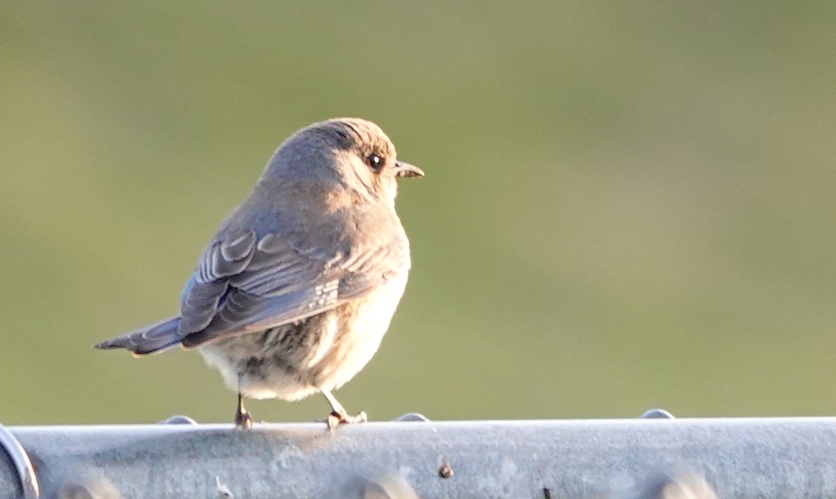 Western Bluebird - ML630568464