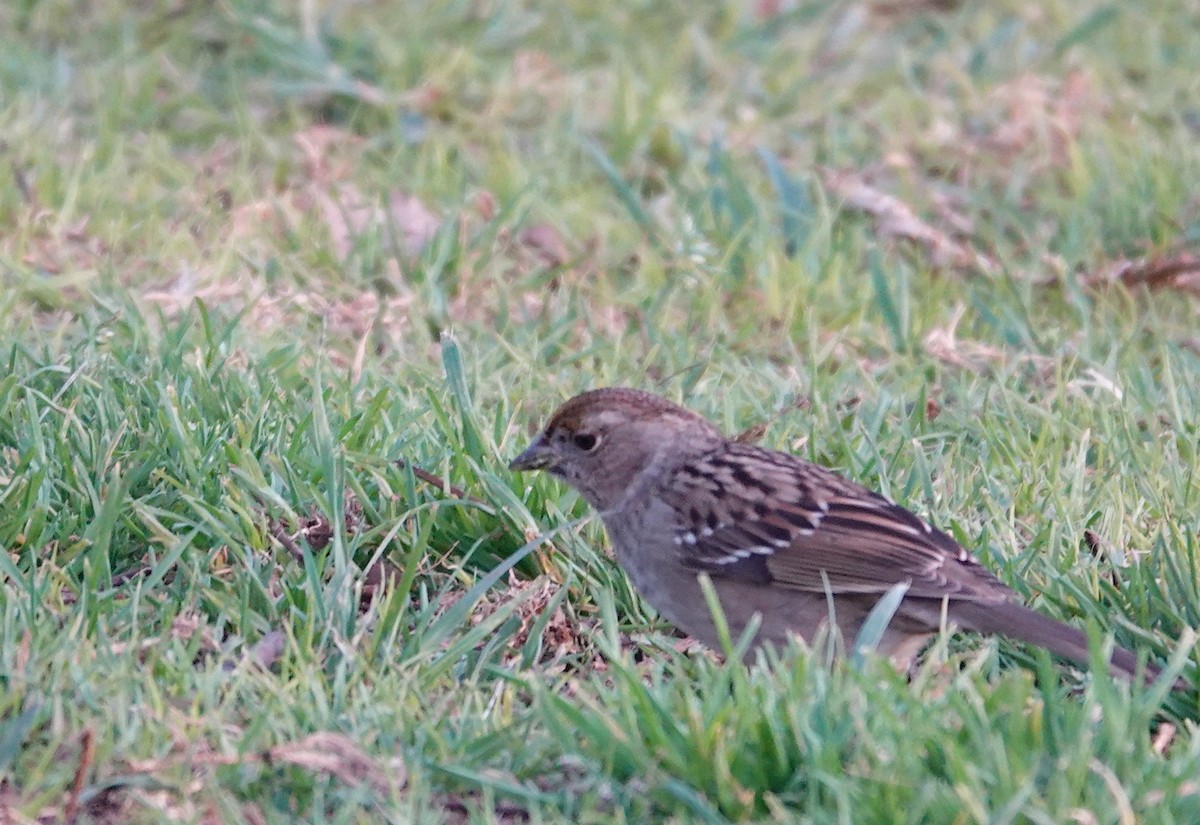 Golden-crowned Sparrow - ML630568483