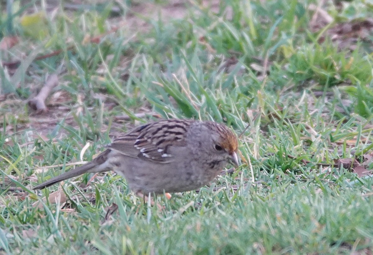 Golden-crowned Sparrow - ML630568500