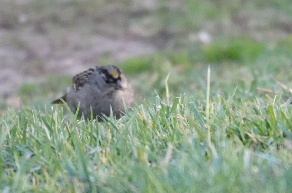 Golden-crowned Sparrow - ML630568501