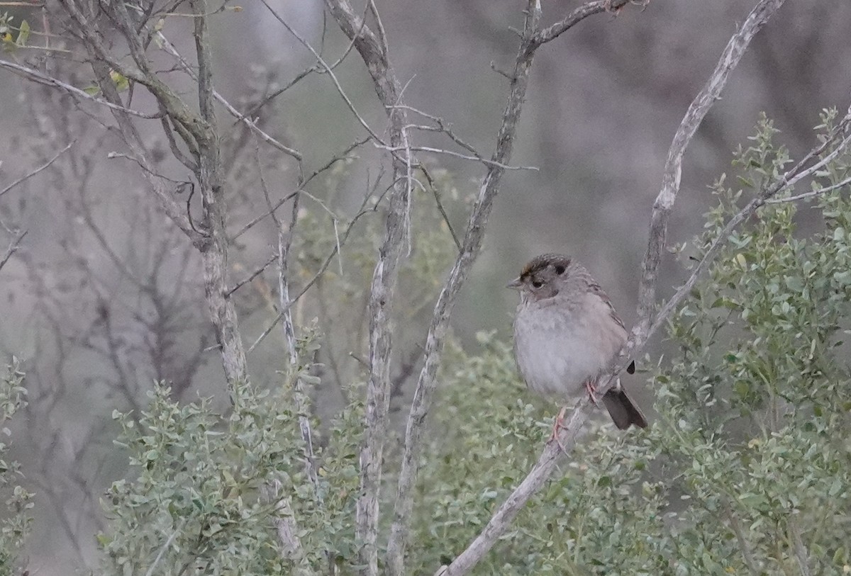 Golden-crowned Sparrow - ML630568504