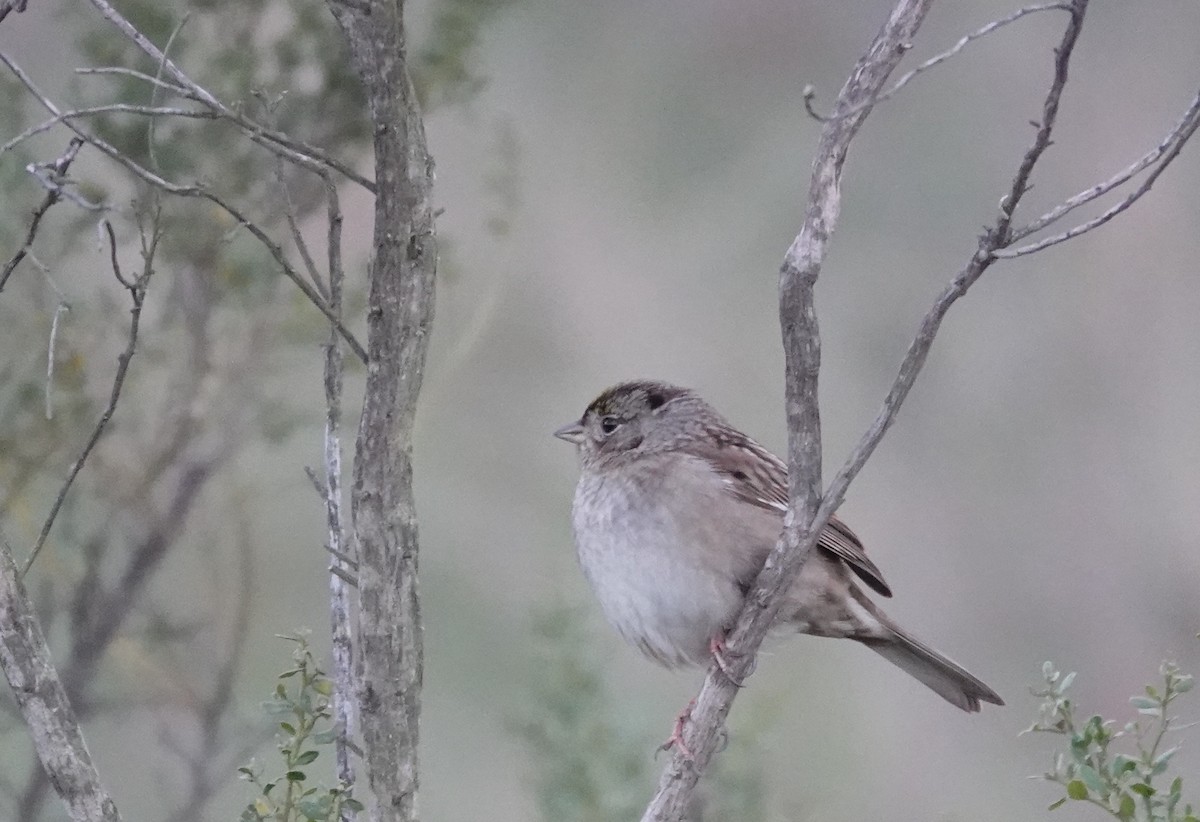 Golden-crowned Sparrow - ML630568509