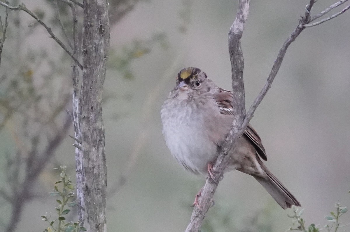 Golden-crowned Sparrow - ML630568510