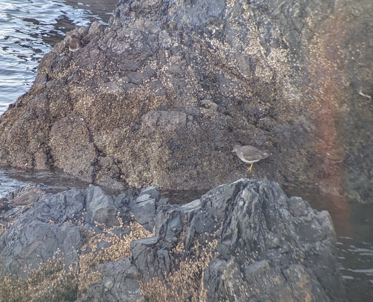 Surfbird - ML630568662