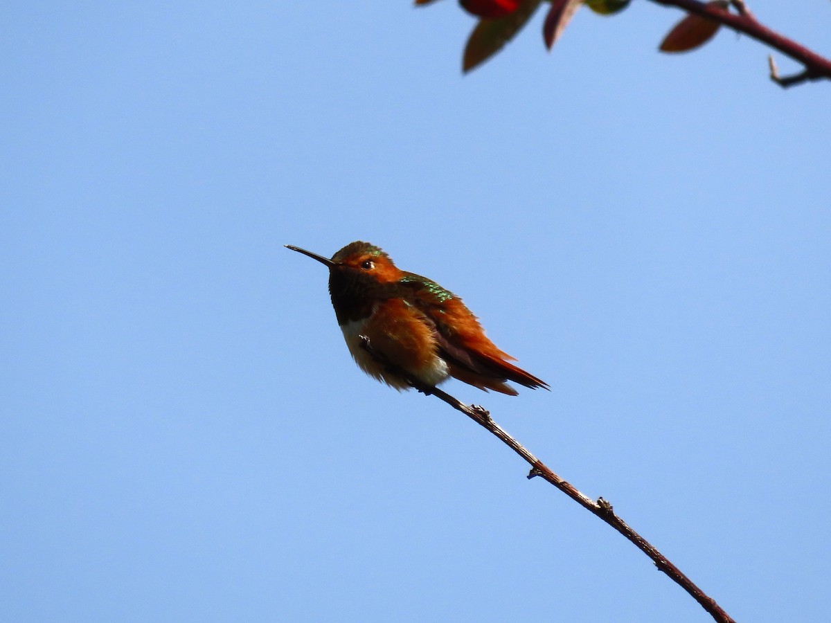 Allen's Hummingbird - ML630568684