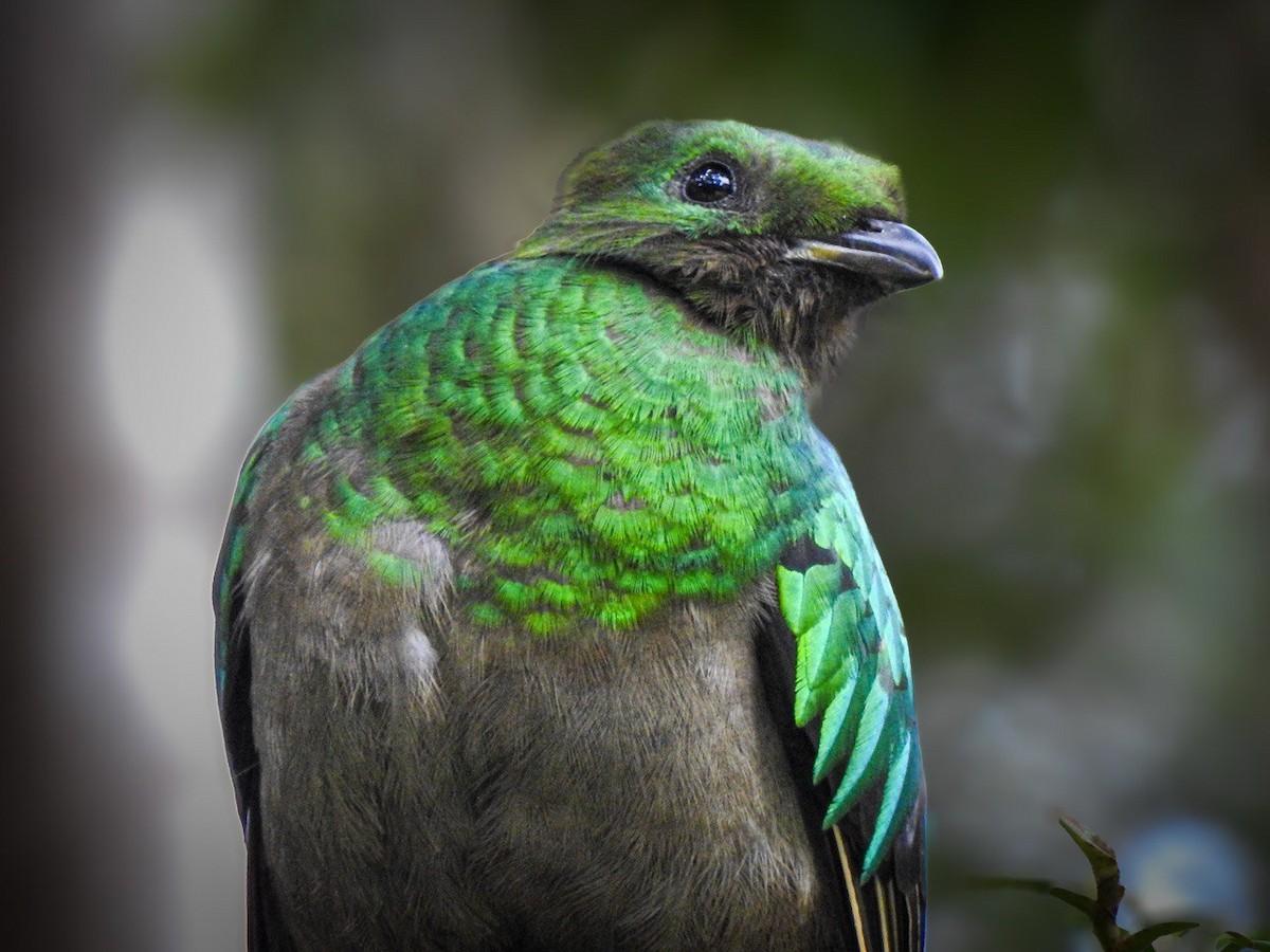 Resplendent Quetzal - ML630568905