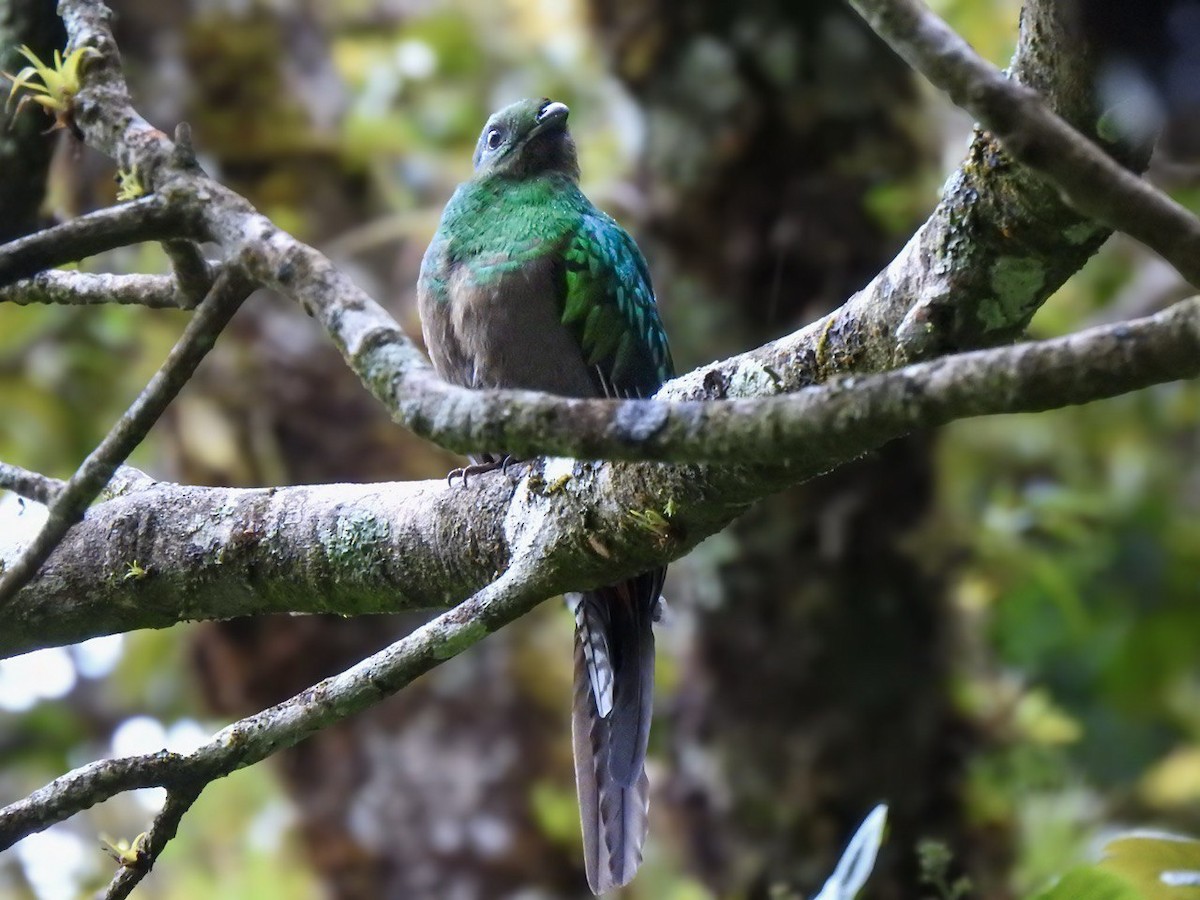 Resplendent Quetzal - ML630568906