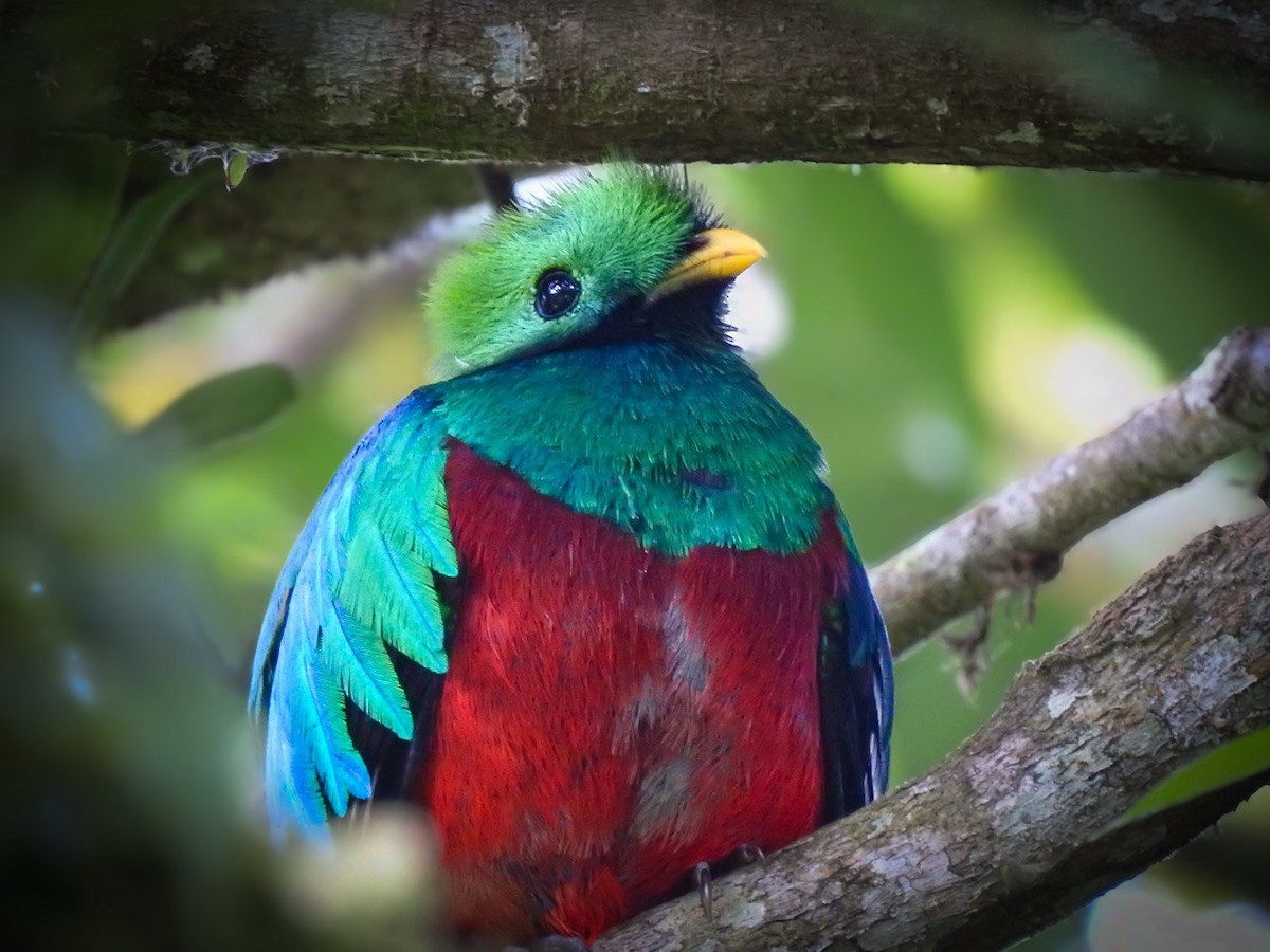 Resplendent Quetzal - ML630568907