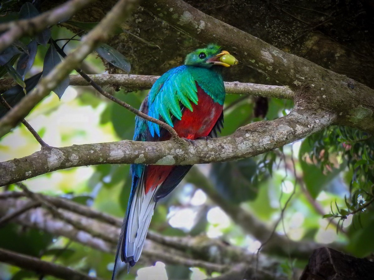 Resplendent Quetzal - ML630568908