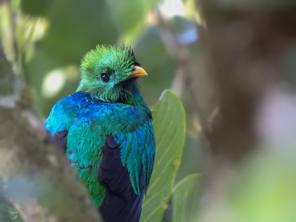 Resplendent Quetzal - ML630568909