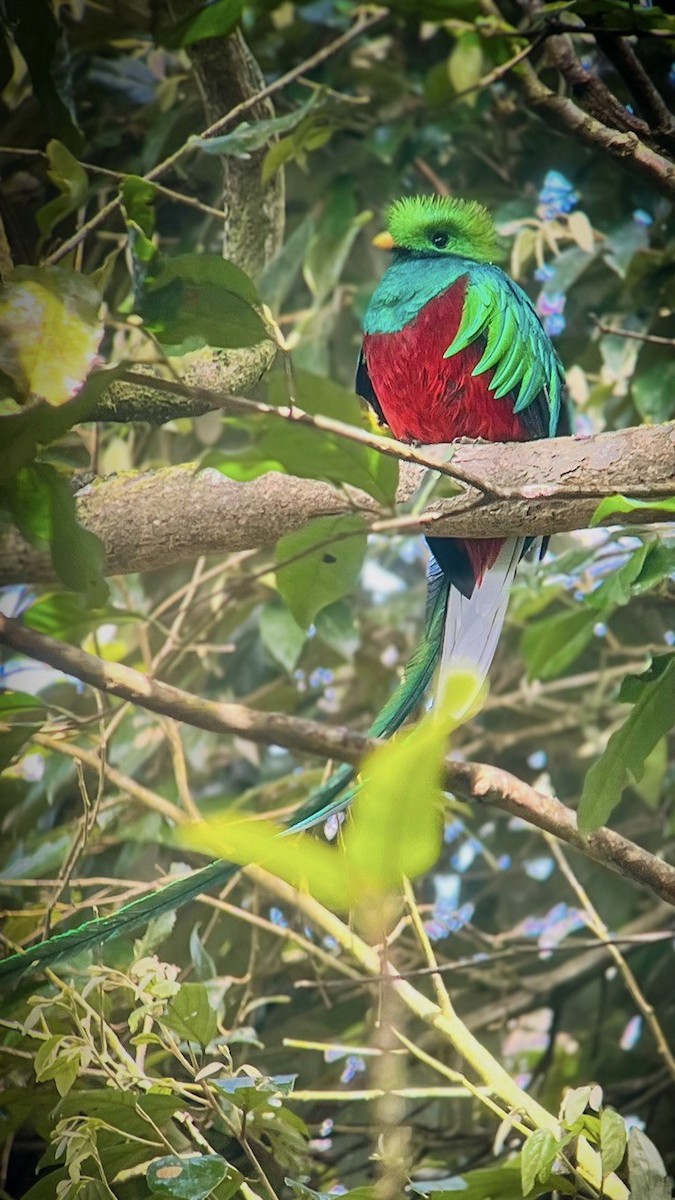 Resplendent Quetzal - ML630568910