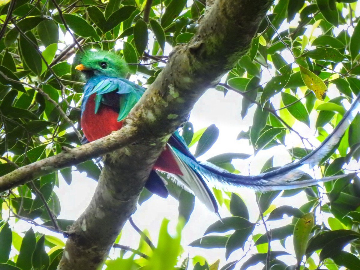 Resplendent Quetzal - ML630568911
