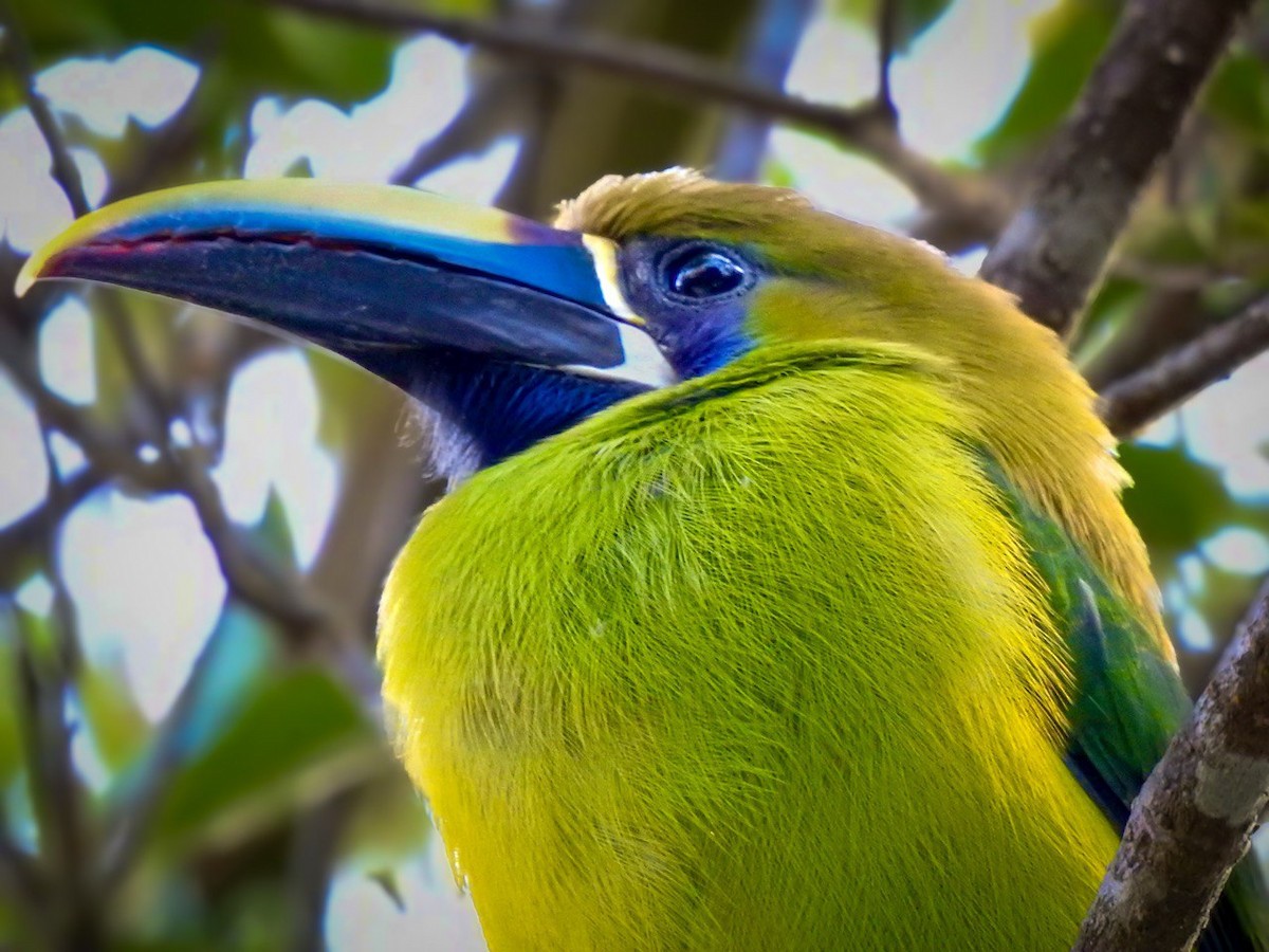 Northern Emerald-Toucanet - ML630568942