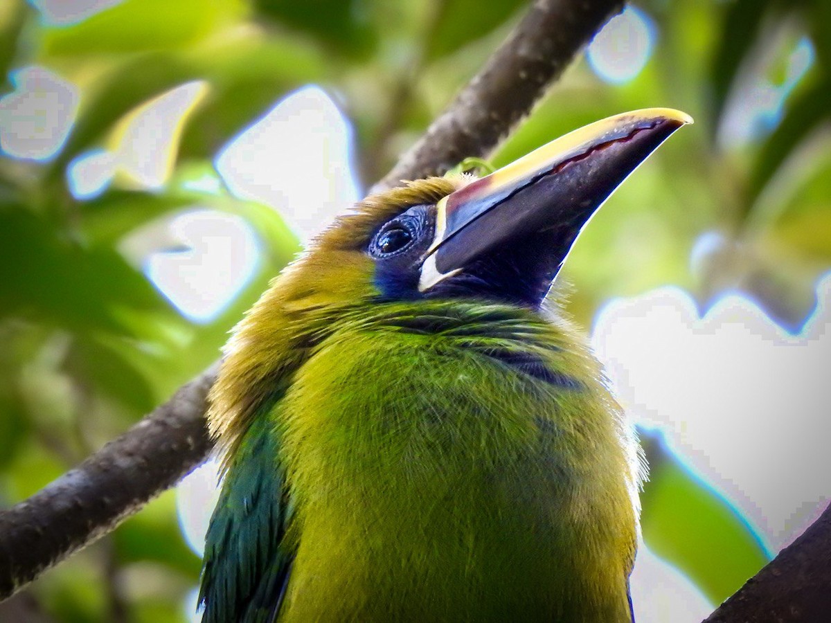 Northern Emerald-Toucanet - ML630568943