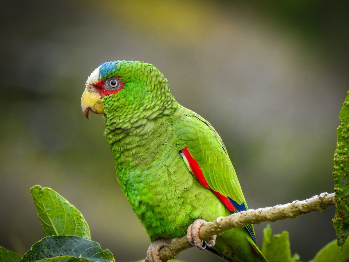 White-fronted Amazon - ML630568947