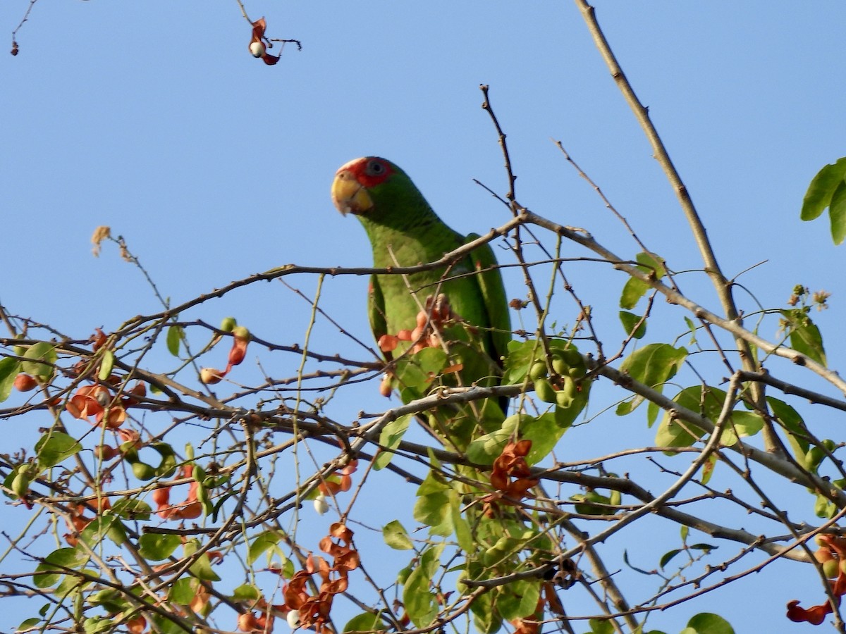 コボウシインコ - ML630568950
