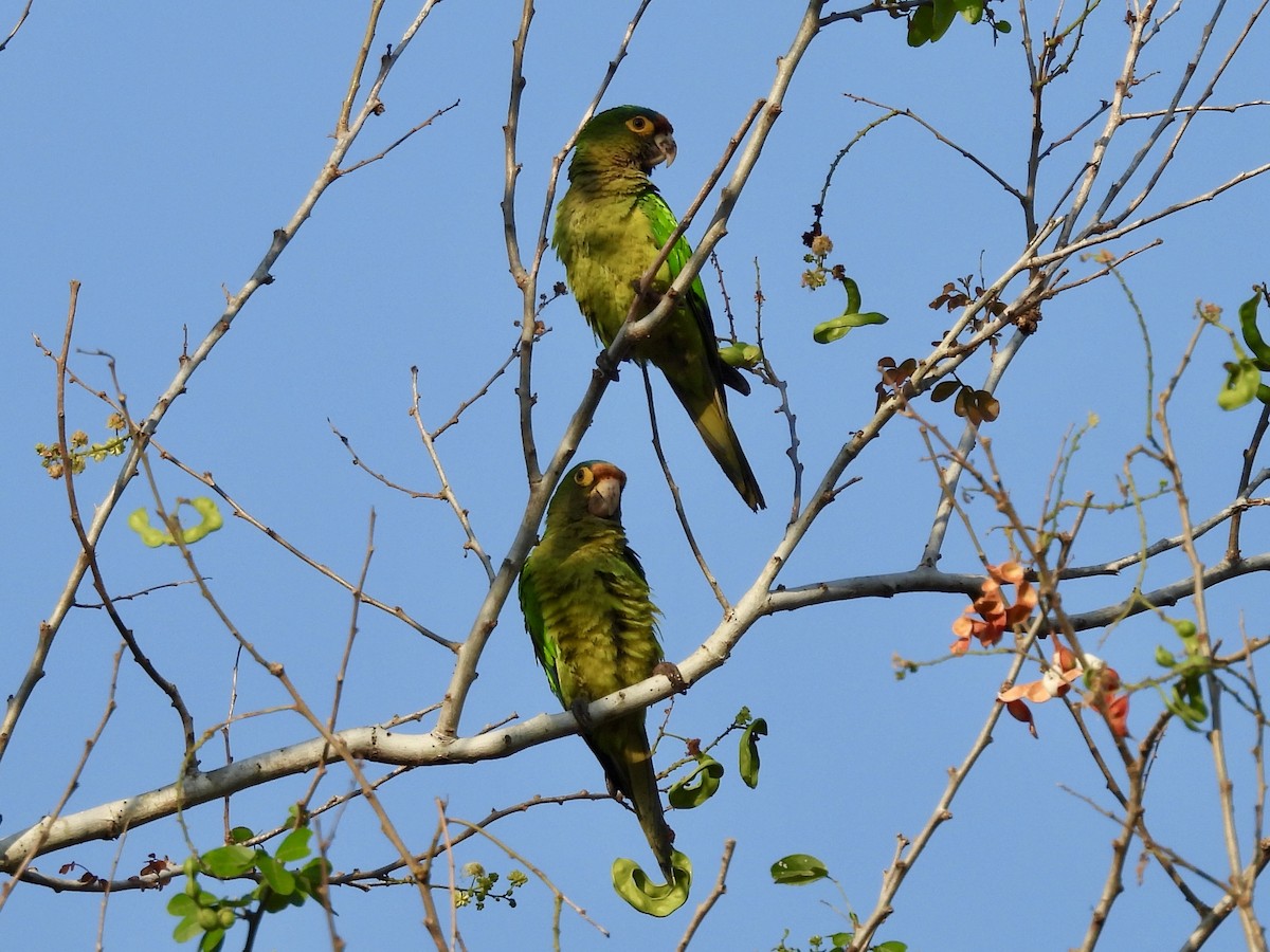 メキシコインコ - ML630568954
