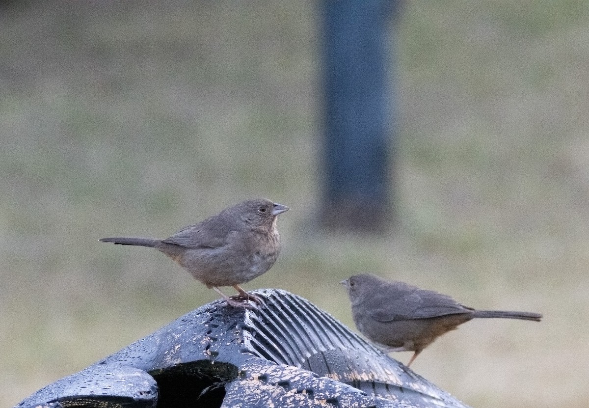 Canyon Towhee - ML630568983