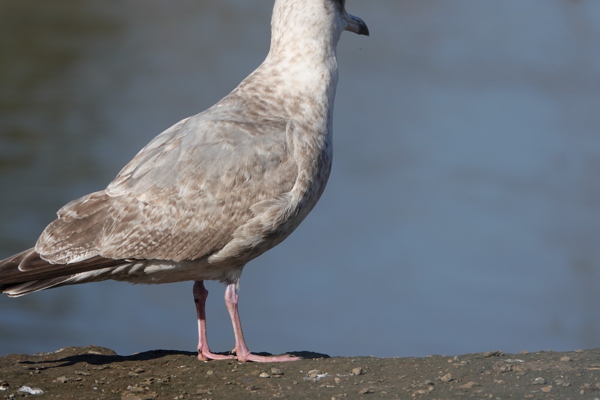 Iceland Gull - ML630569013