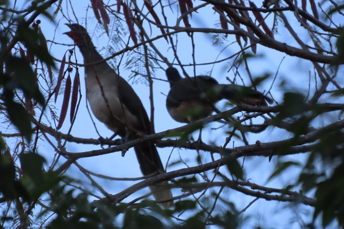 West Mexican Chachalaca - ML630569037