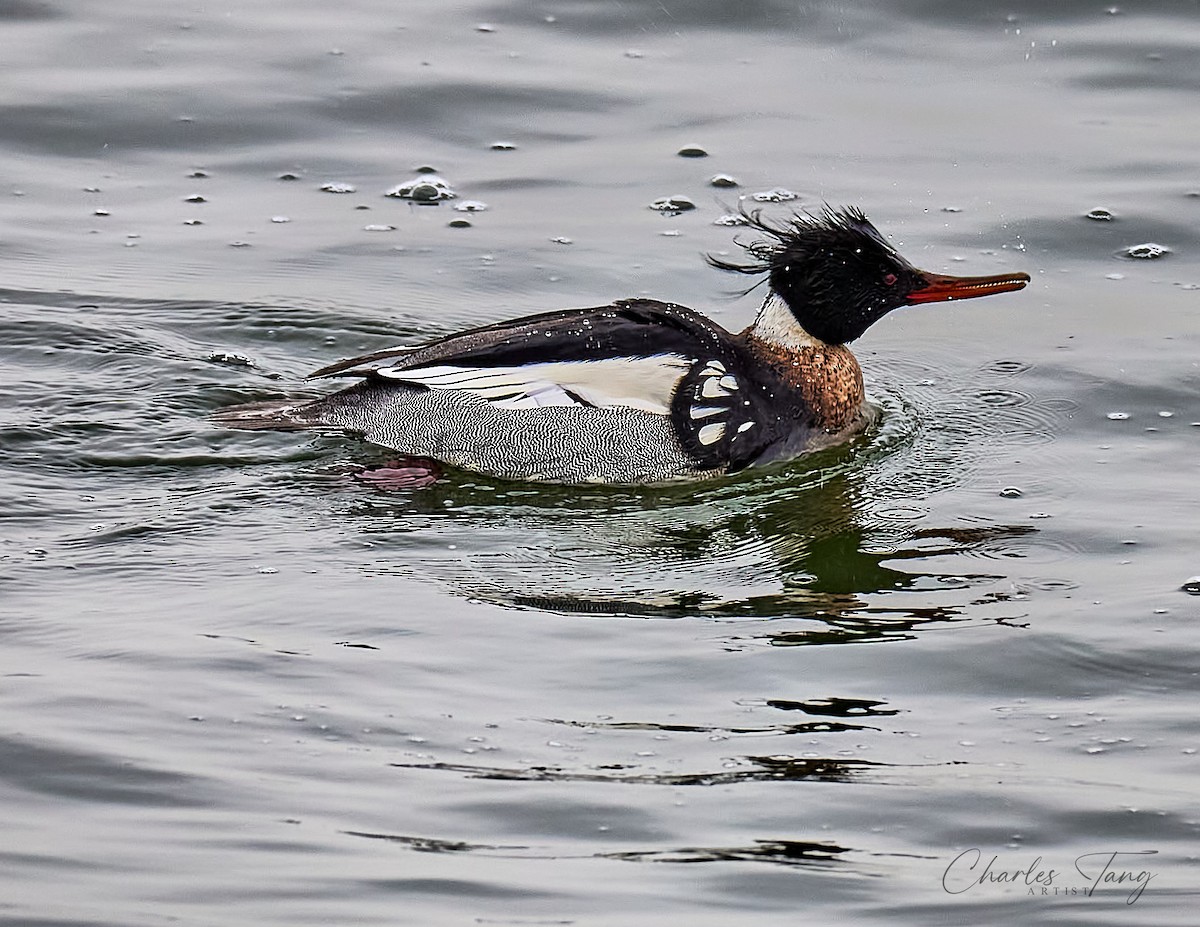 Red-breasted Merganser - ML630569260