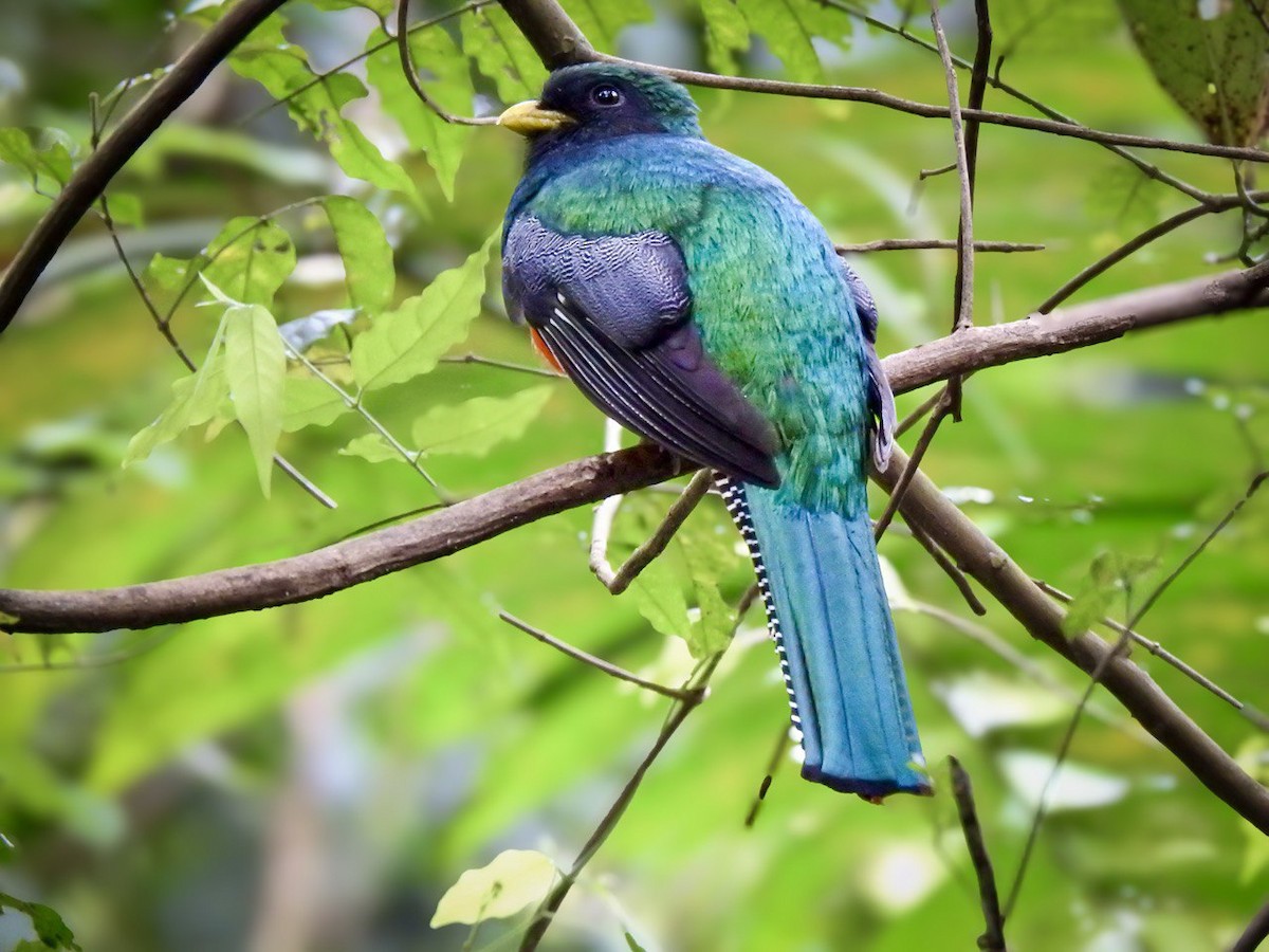 Collared Trogon - ML630569284