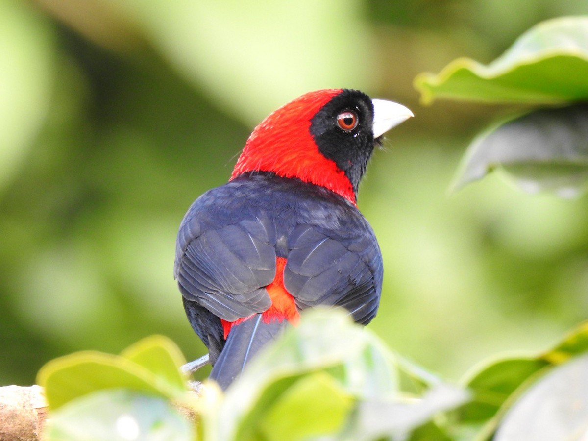 Crimson-collared Tanager - ML630569290
