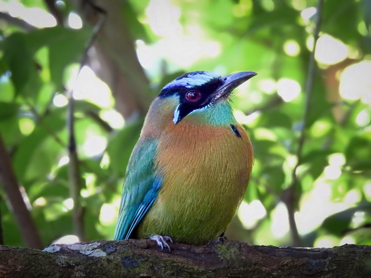 Lesson's Motmot - ML630569309