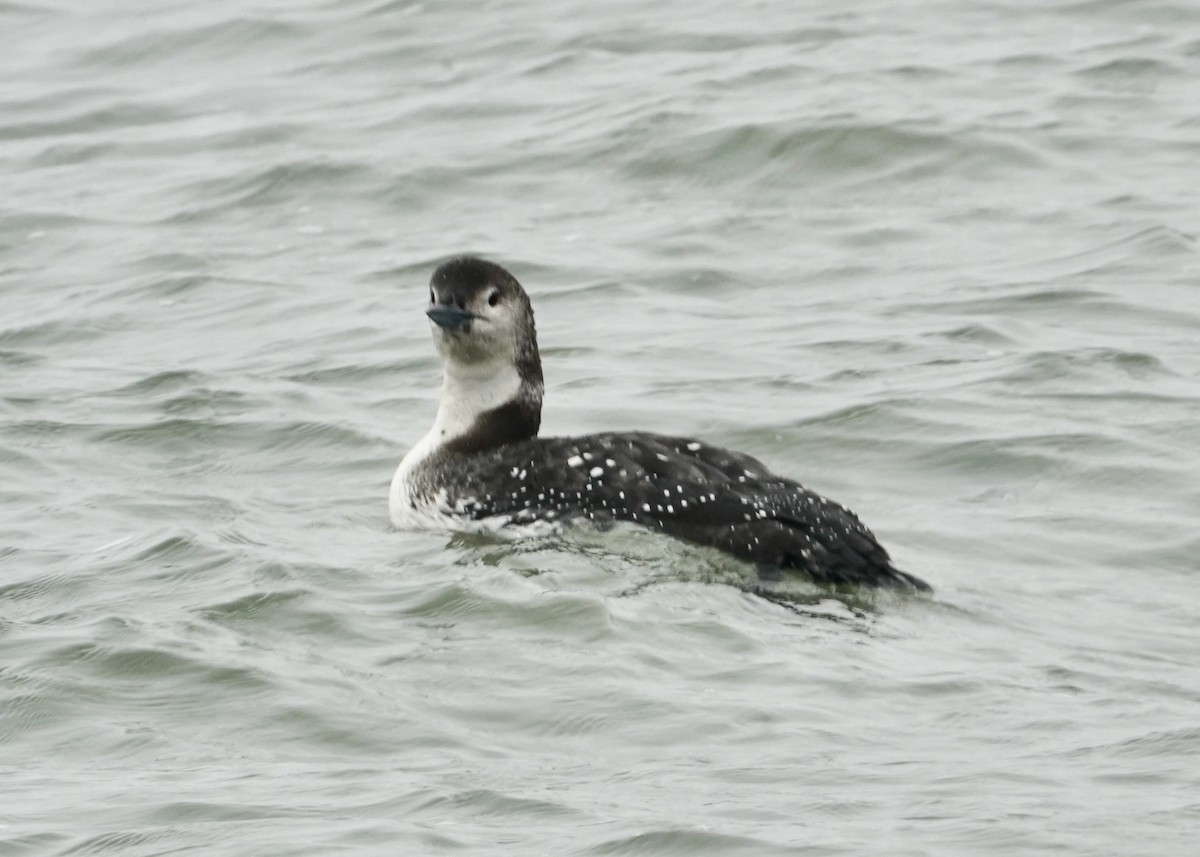 Common Loon - ML630569374