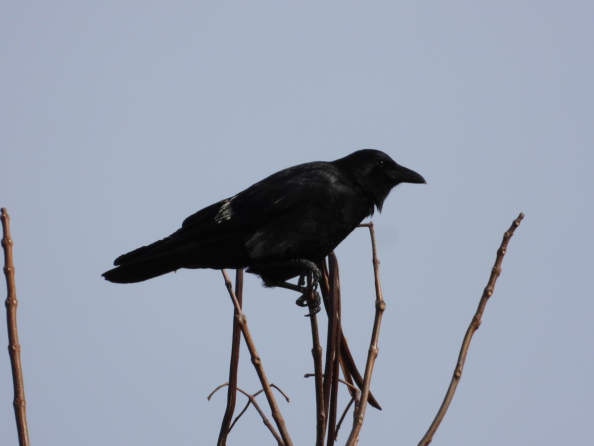 American Crow - ML630569496