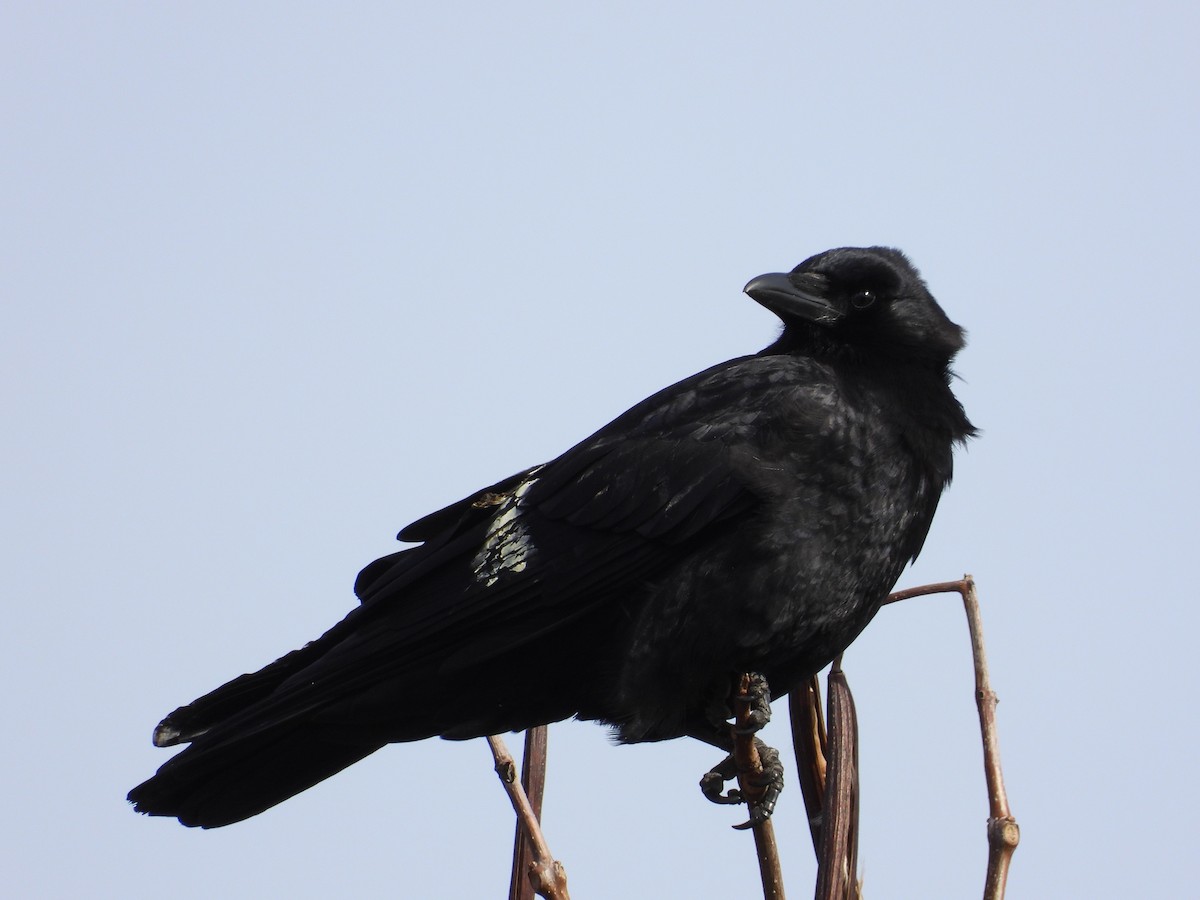 American Crow - ML630569498