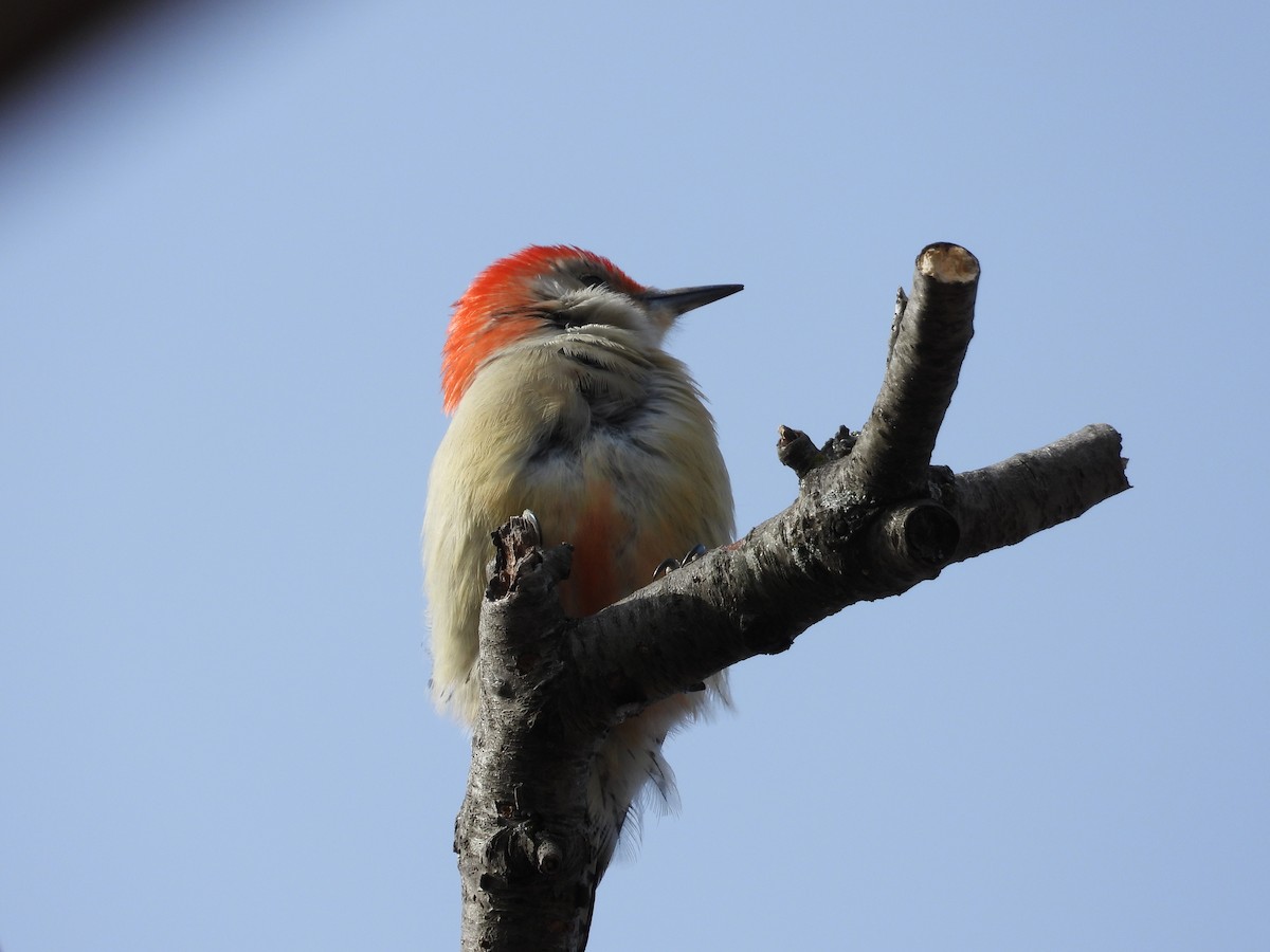 Red-bellied Woodpecker - ML630569504